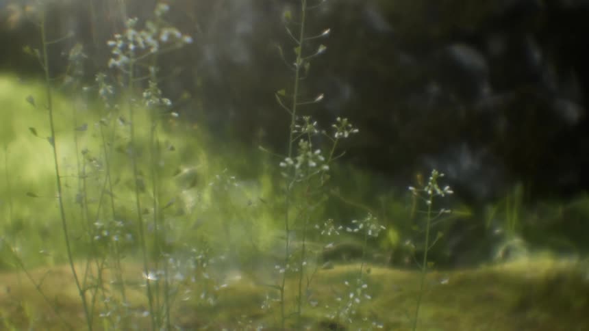 Flowers wave in the breeze in a field at dawn