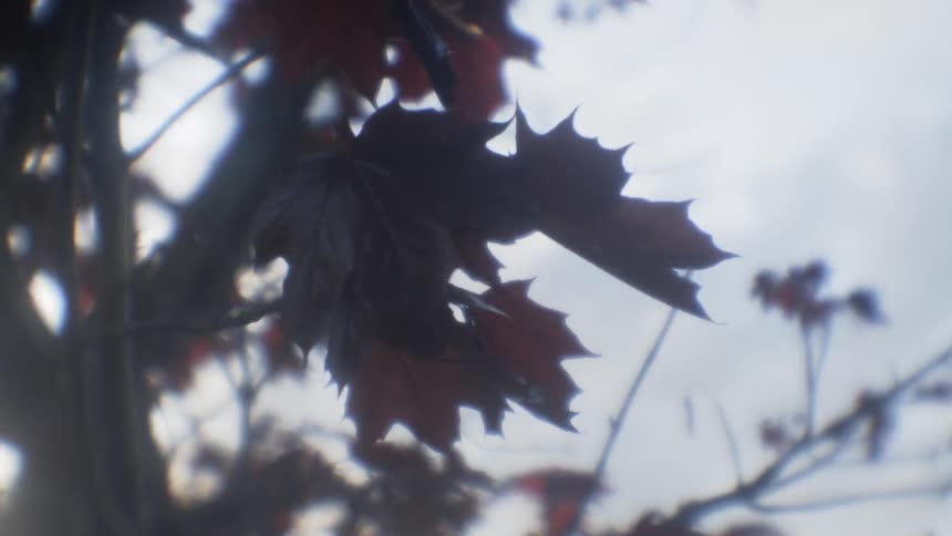 The wind blows the leaves on the tree