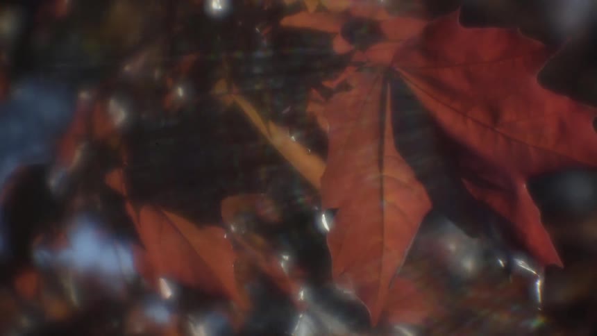 Leaves on a tree blowing in the wind