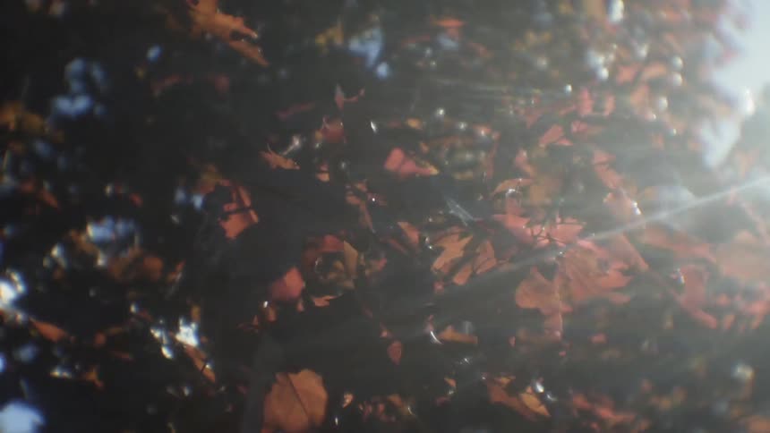 The tree has turning leaves blowing in the wind
