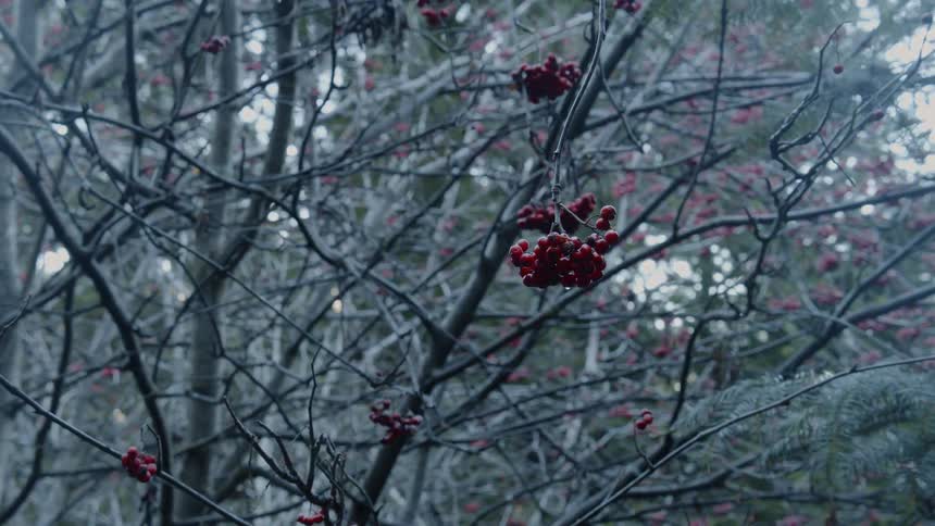 New Zealand Winter Scenics