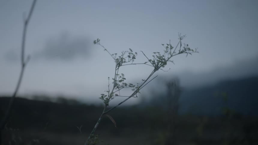 The wind is blowing the tall grass at sunset