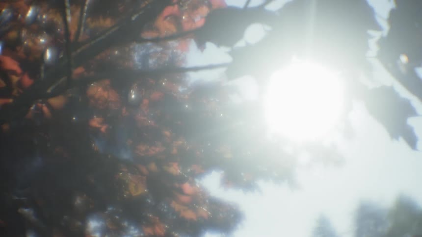 The brown leaves hang from the tree branches