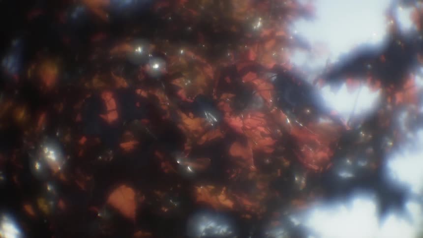 Leaves on a tree blowing in the wind