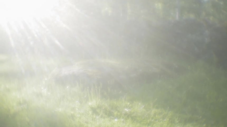 The sun shines on a stone and grass in a yard