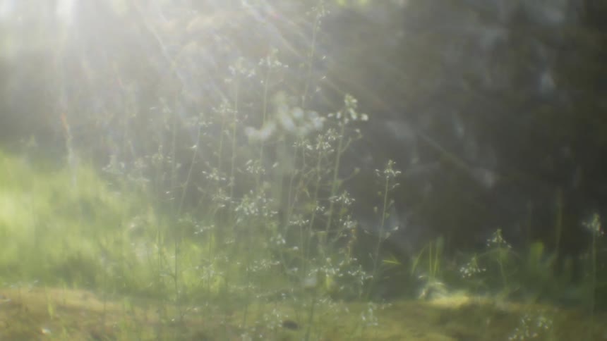 The sun is shining over the small flowers on the field