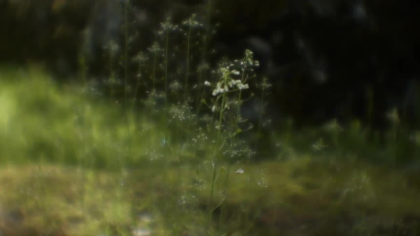Sun shines down on grass and weeds