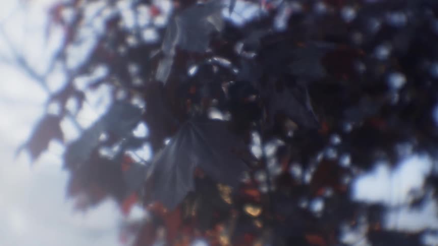 The leaves on the tree are brown
