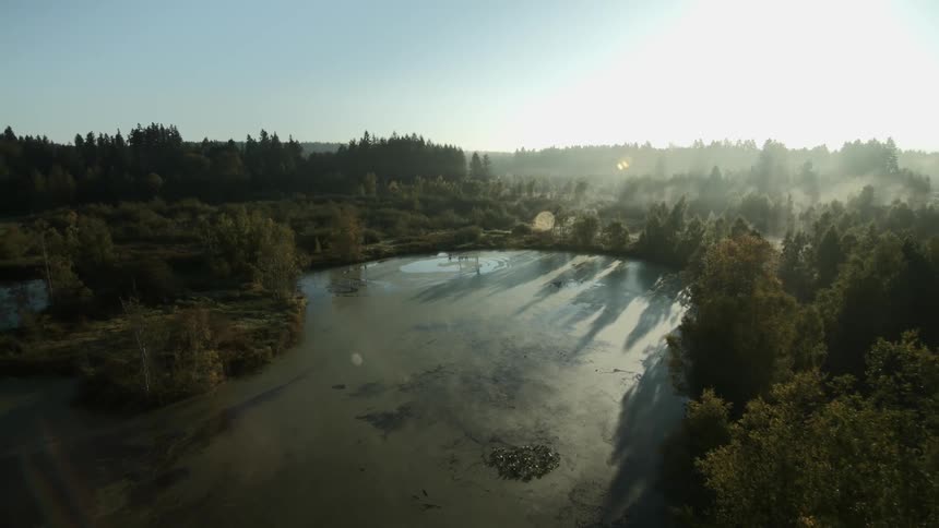 Aerial view of a swamp with a forest surrounding it