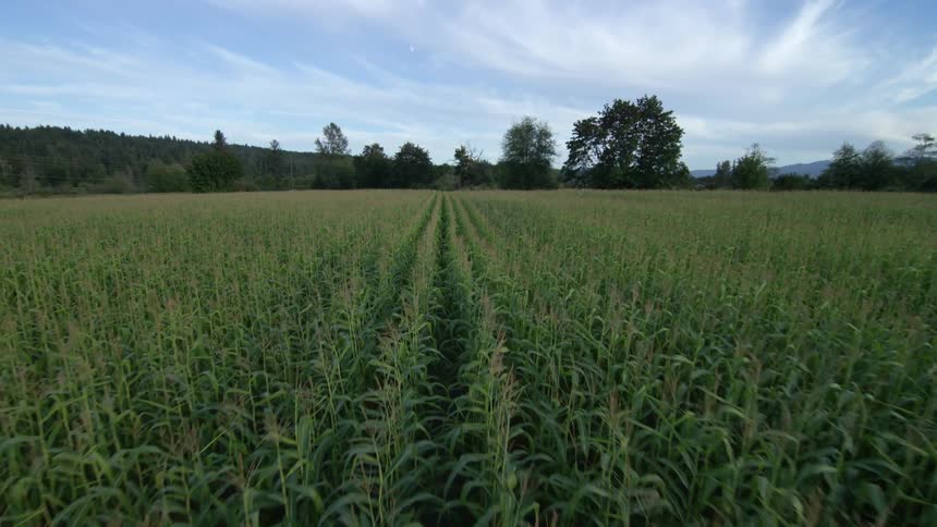 Corn Field Aerials