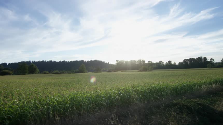 The sun shines over a green field