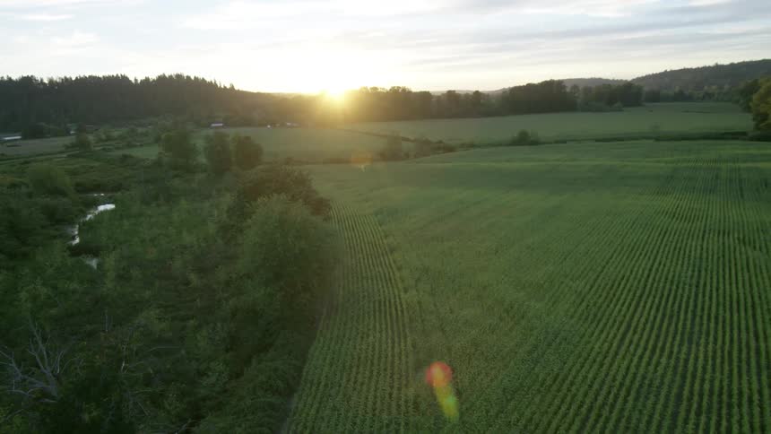 Corn Field Aerials