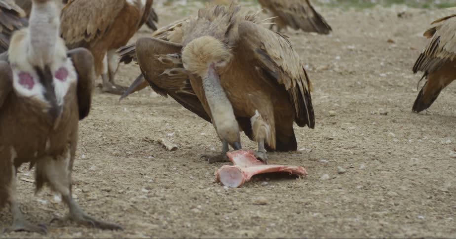 A vulture holds a piece of meat with its talons as it rips a piece off with its beak