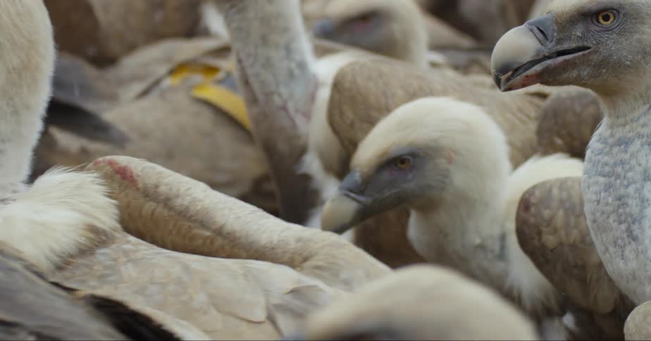 Vultures run over each other in a frenzy