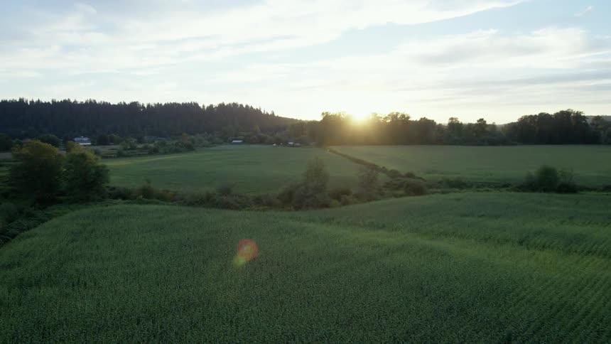 A cornfield grows steadily