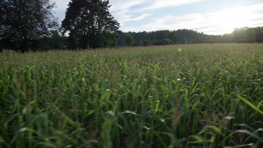 View of a field with trees in the background