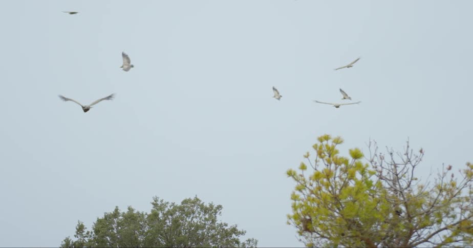 A group of large birds flying in the sky
