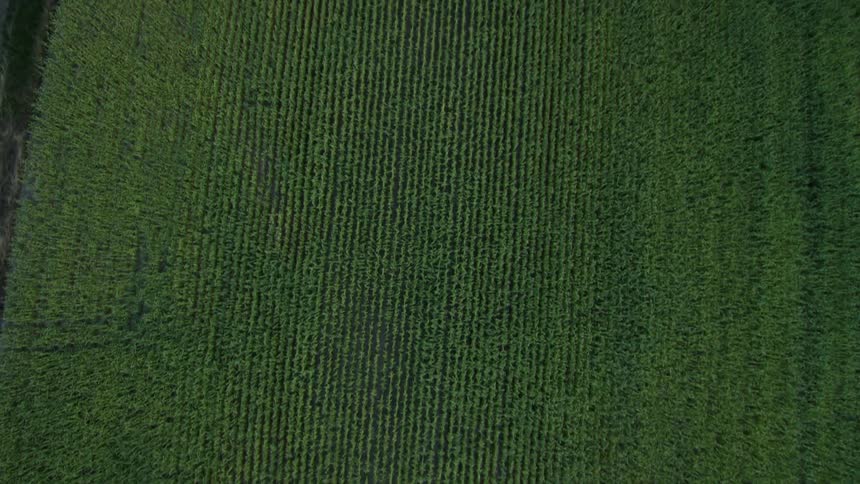Corn grows steadily in a field