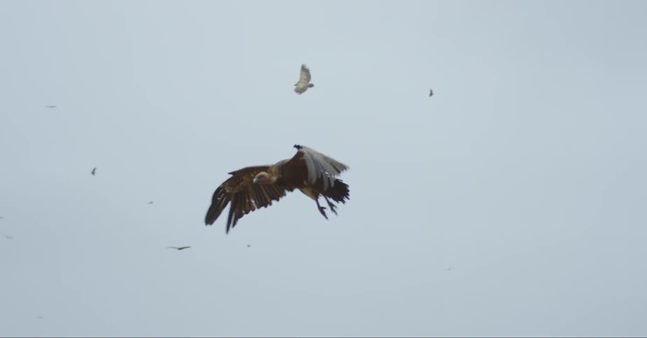 Vultures In Nature