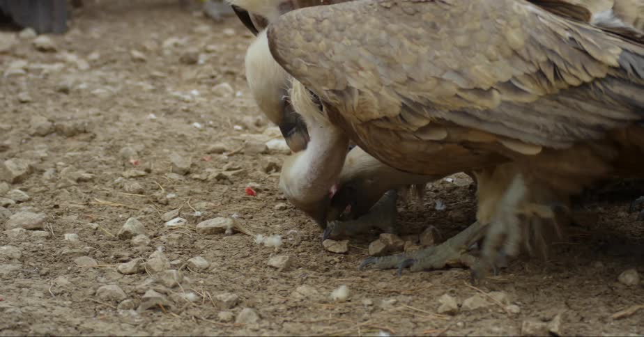 A group of vultures on the ground fighting over a piece of meat