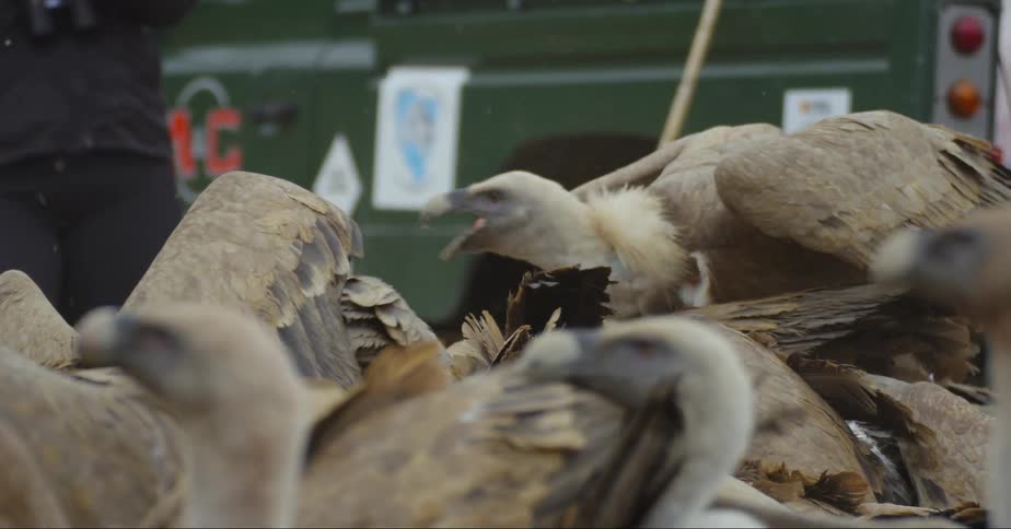 A group of vultures on the ground eating something