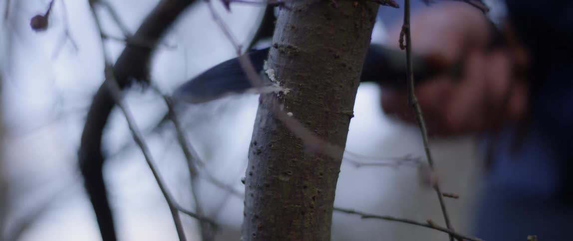 A person using a small saw to cut a branch