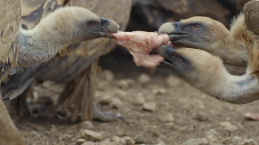 Three vultures fight for a piece of meat ultimately tearing it apart