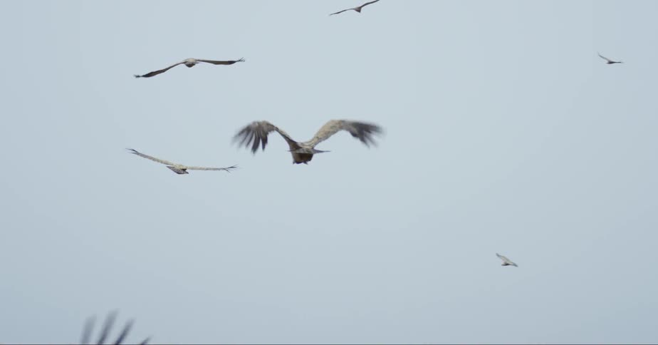 Vultures soar through the sky