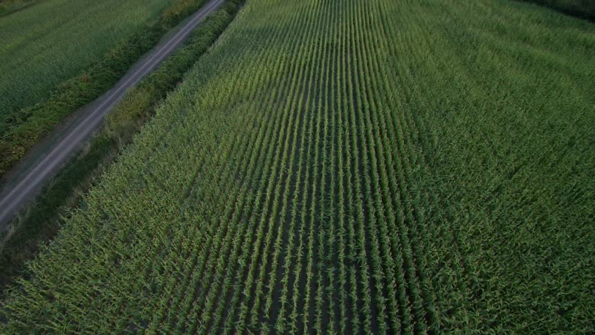 Corn grows steadily in a field