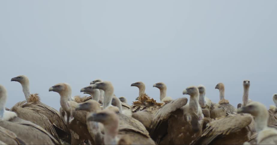 A group of vultures walking around with a couple of them taking flight