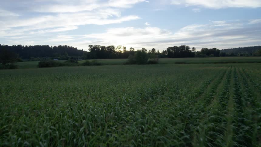 Corn grows steadily in a field