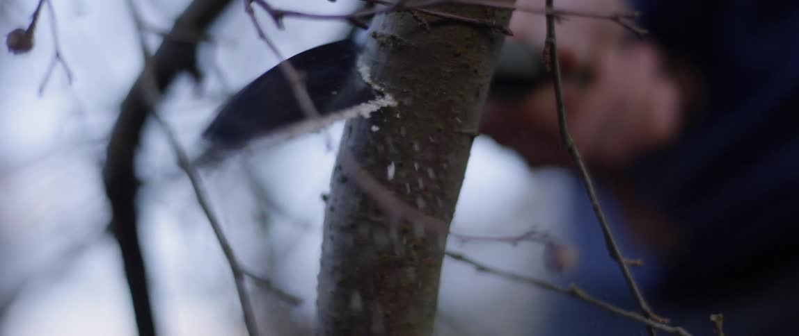 A person saws through a branch