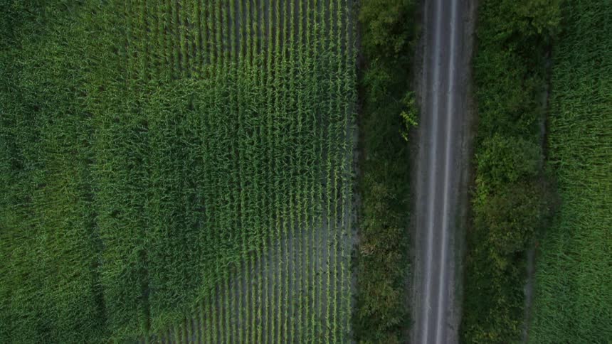 Corn grows steadily in a field