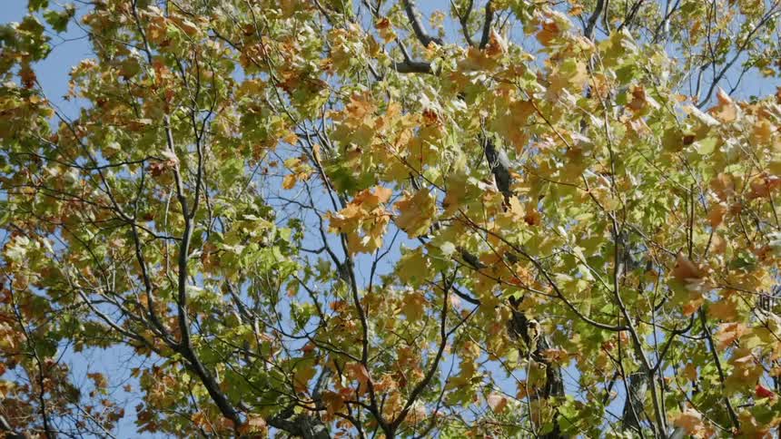 Leaves and branches on a tree blow in the wind