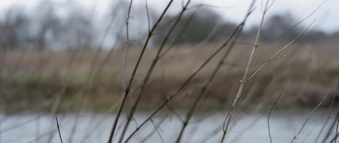 Some sticks that are on the side of a river