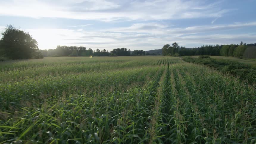 Corn grows steadily in a field
