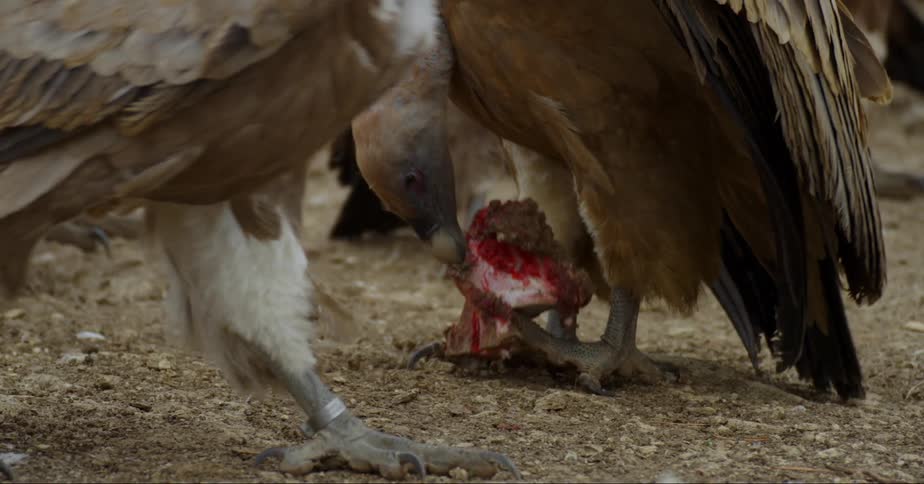 Hawk eating part of a bloody carcass surrounded by other hawks