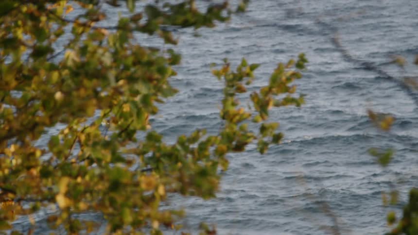The wind blows tree branches and the water ripples