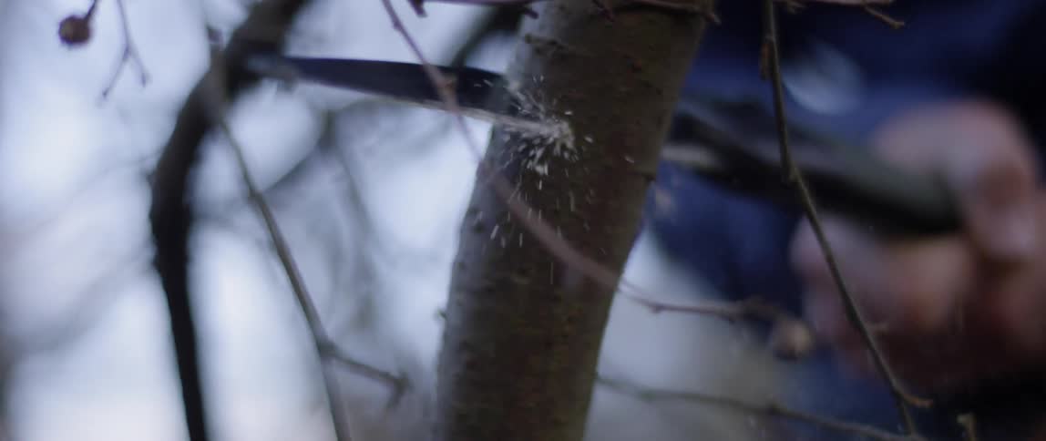A small saw cutting through a small tree