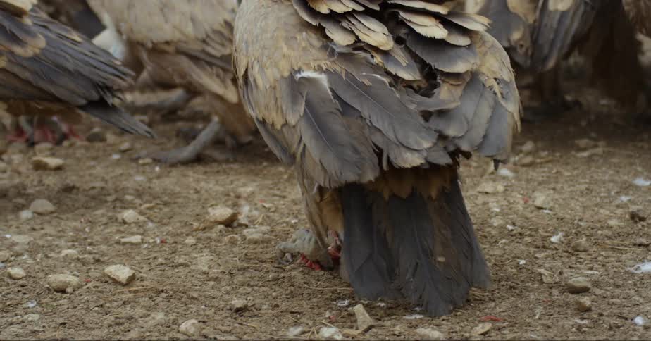 Vultures on the ground eating flesh