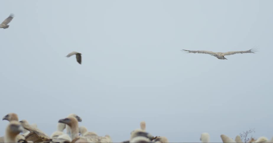 Many birds stand in a group on the ground while more birds fly above them in the air