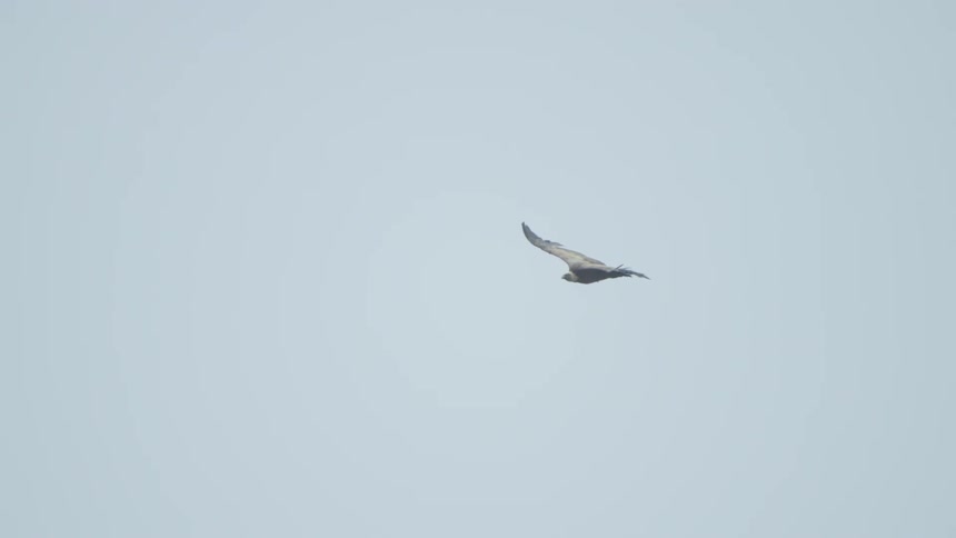 Vultures In Nature