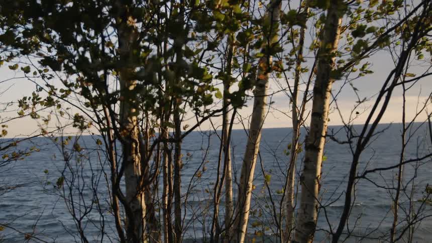 The ocean ripples in the breeze behind a tree with rustling leaves