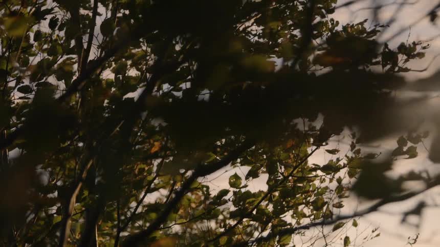 The wind gently sways the branches of a tree in fall