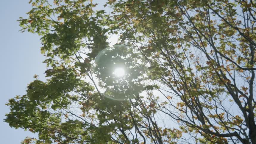 Looking at the sun through leafs of a tree