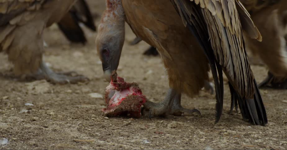 Vulture pecks and a bloody carcass