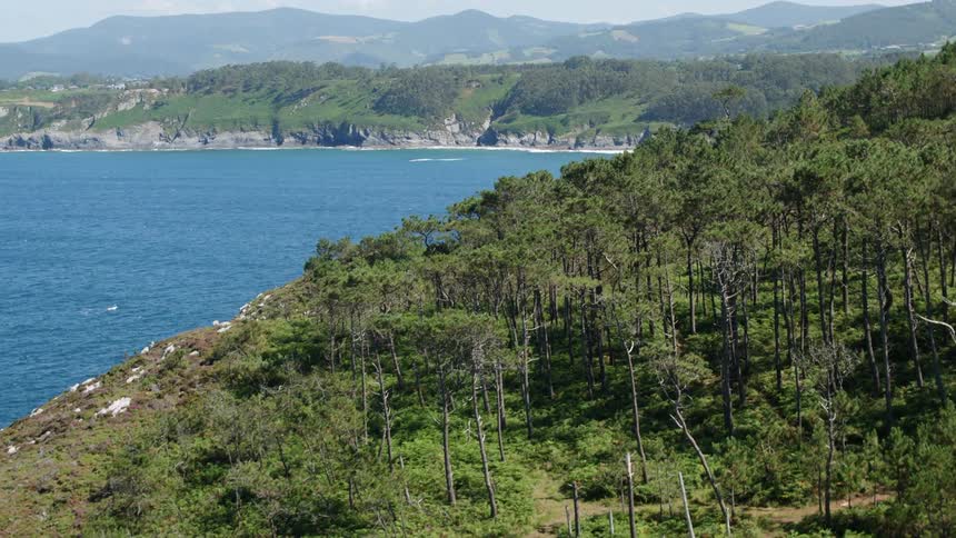 Aerial view of car driving towards wooded area by the ocean