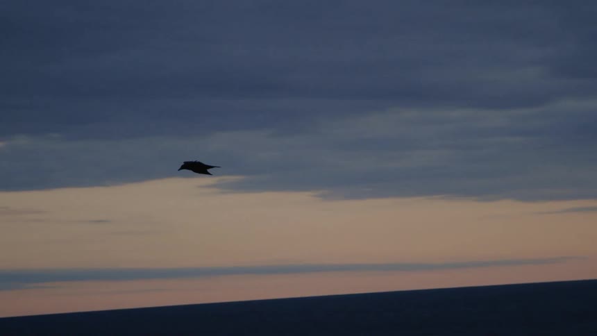 A bird flies above the water