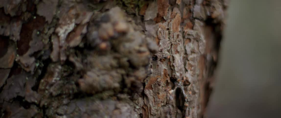 Barks grows on a tree