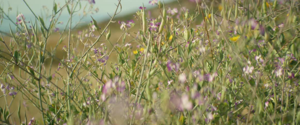 Wind blowing through short plants in a field